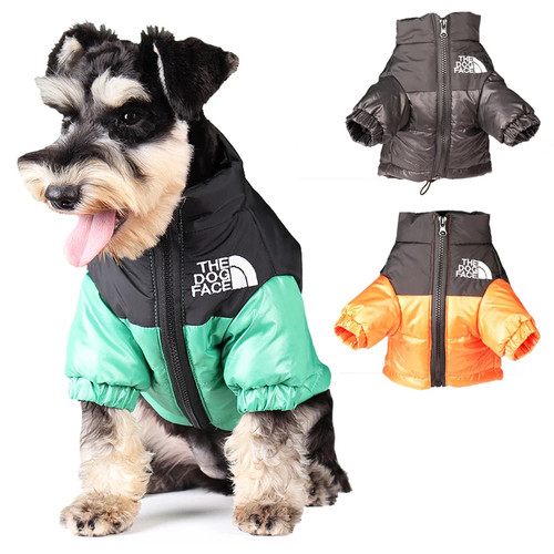 Large winter pet dog - winter,
