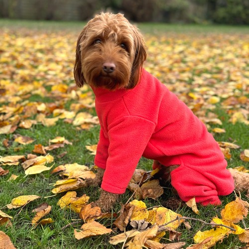 Warm four legged dog - four,