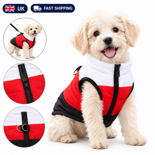 Pet dog cat puppy winter - dog, coat