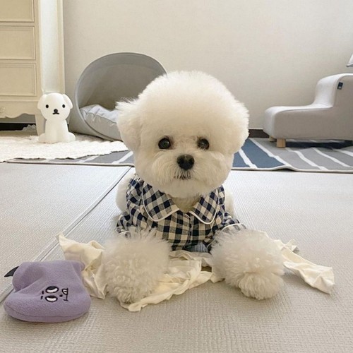 Pet dog cat pajamas - dog,