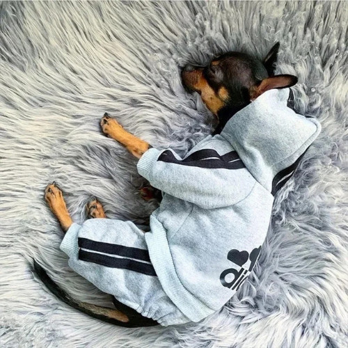 Pet dog jumpsuit - pet, clothes