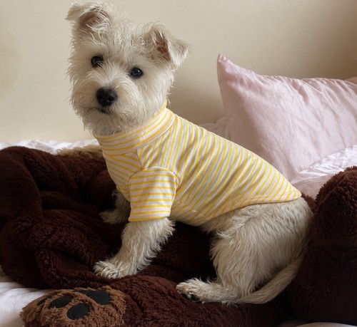 Set small dog - set,